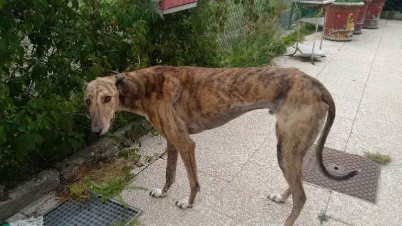 WhatsApp Image 2017 05 06 at 11.18.43