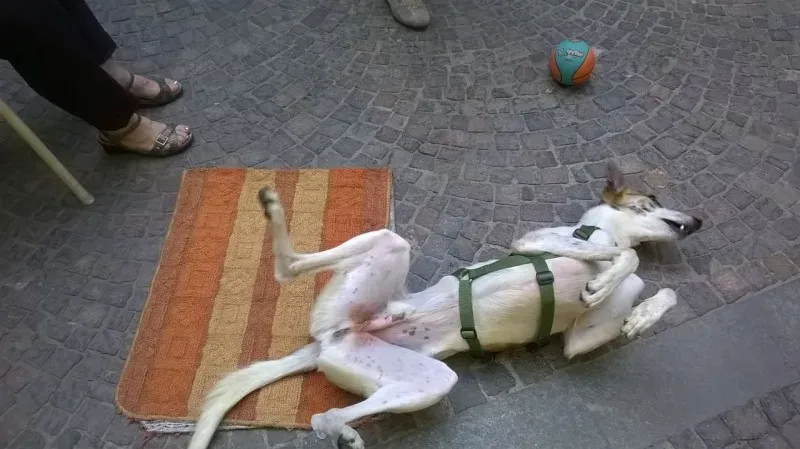 WhatsApp Image 2017 05 24 at 11.57.181