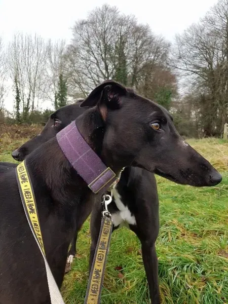 WhatsApp Image 2018 01 02 at 18.54.114