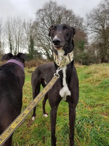 WhatsApp Image 2018 01 02 at 18.54.115