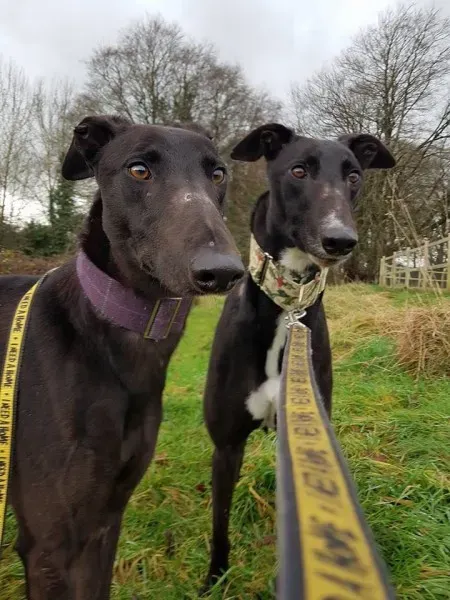 WhatsApp Image 2018 01 02 at 18.54.116