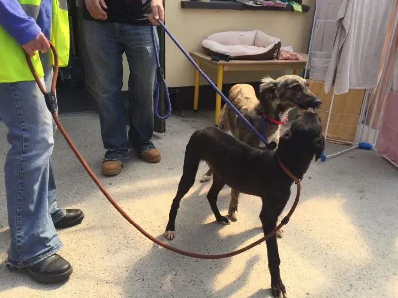 WhatsApp Image 2018 04 30 at 13.19.23