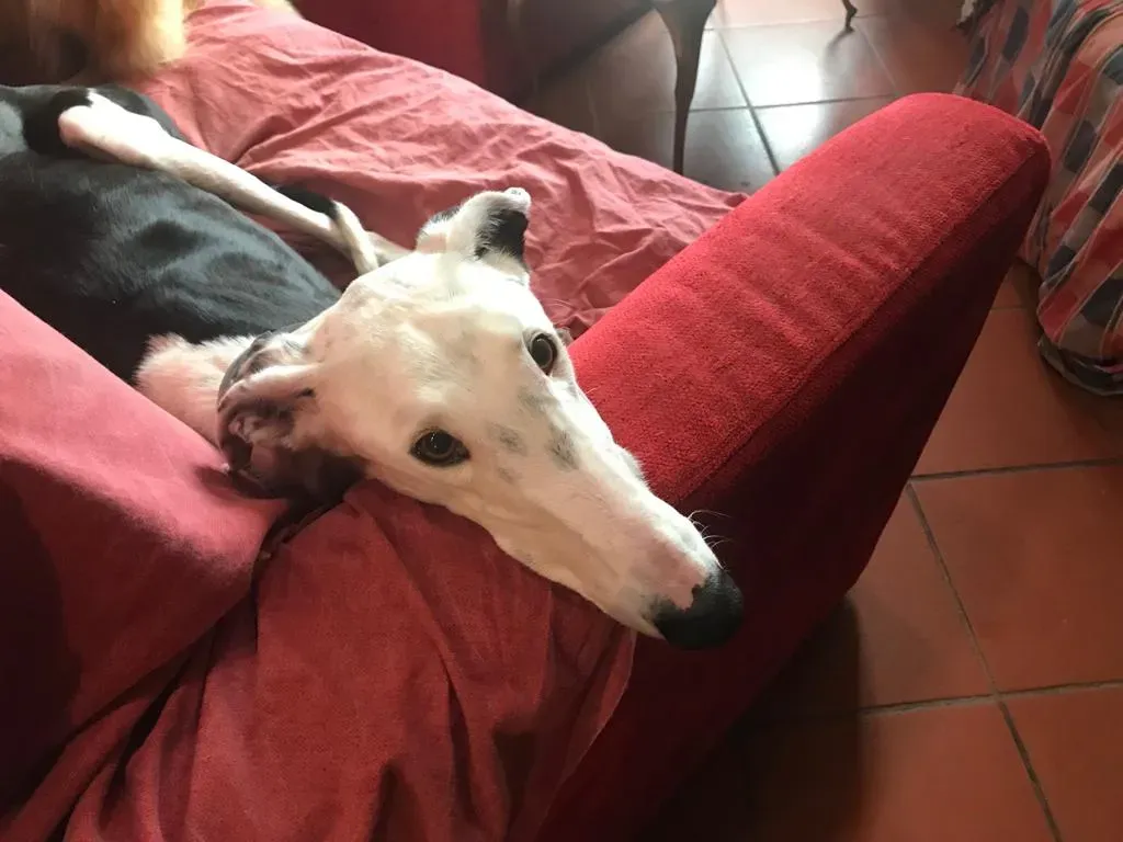 WhatsApp Image 2019 08 13 at 01.31.00