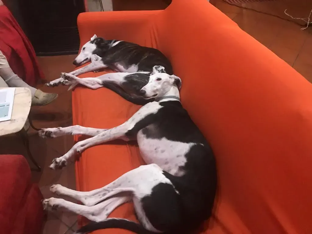 WhatsApp Image 2019 08 13 at 01.31.293