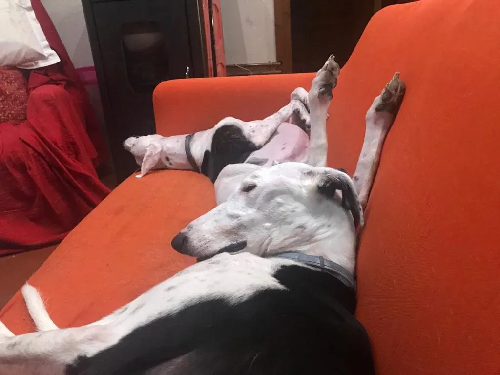 WhatsApp Image 2019 08 13 at 01.31.294