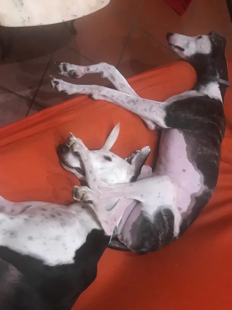 WhatsApp Image 2019 08 13 at 01.31.295