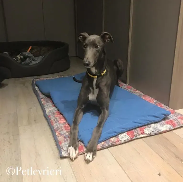 WhatsApp Image 2019 12 25 at 00.18.22