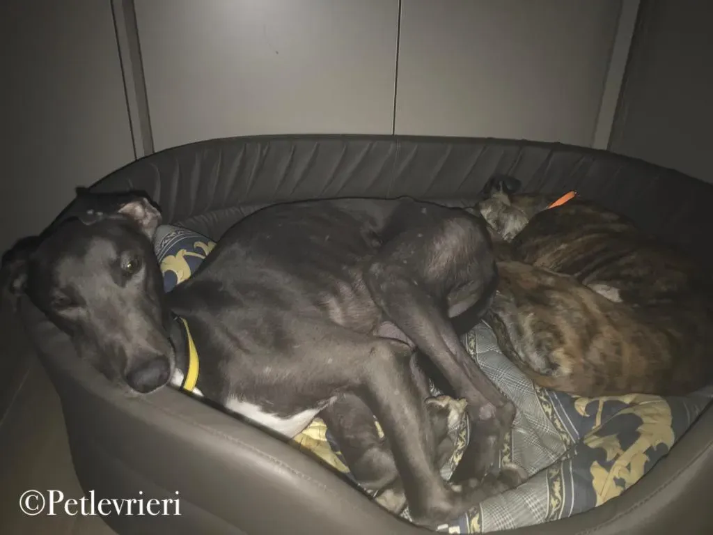 WhatsApp Image 2019 12 25 at 06.29.18