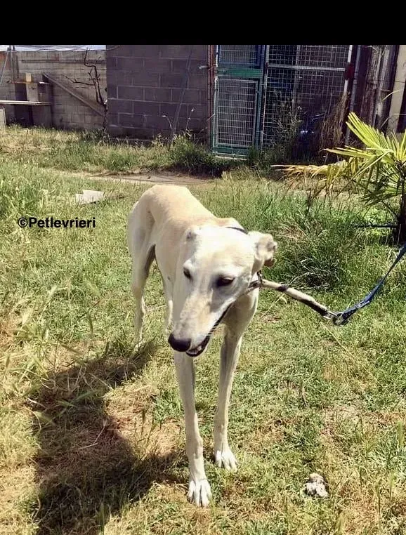White Moon adozione levrieri galgo 10