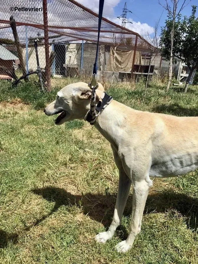 White Moon adozione levrieri galgo 11