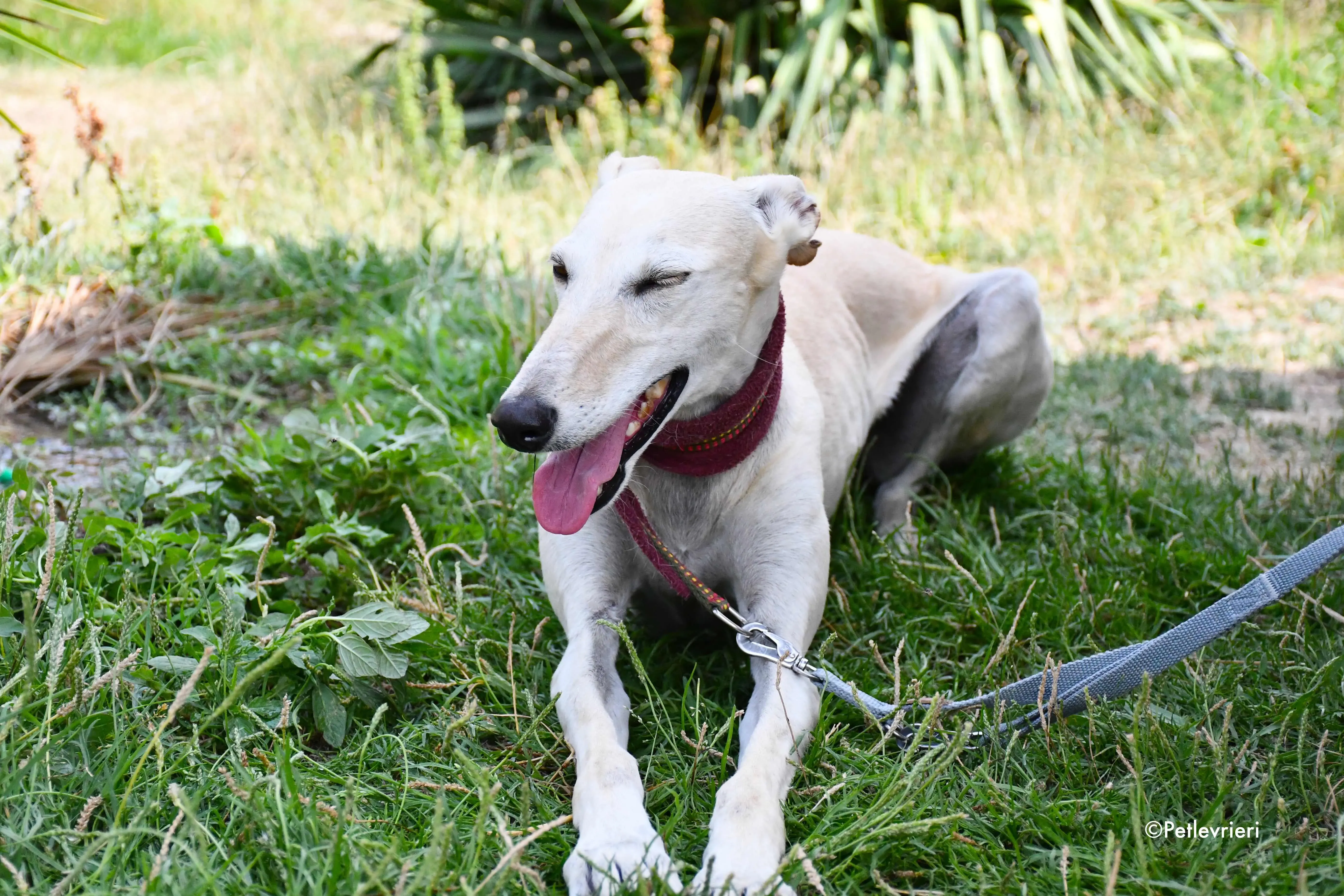 White Moon adozione levrieri galgo 4