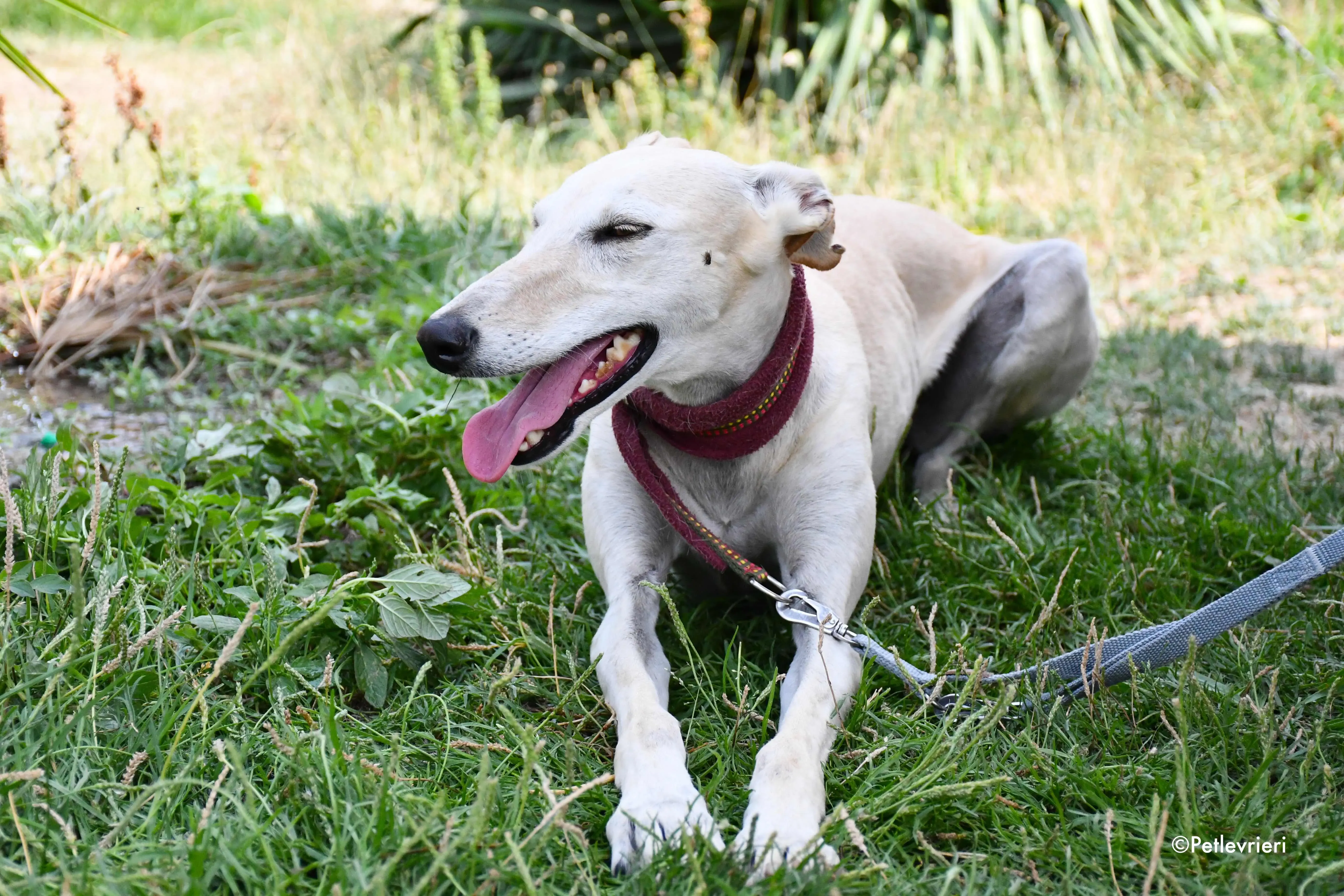 White Moon adozione levrieri galgo 5