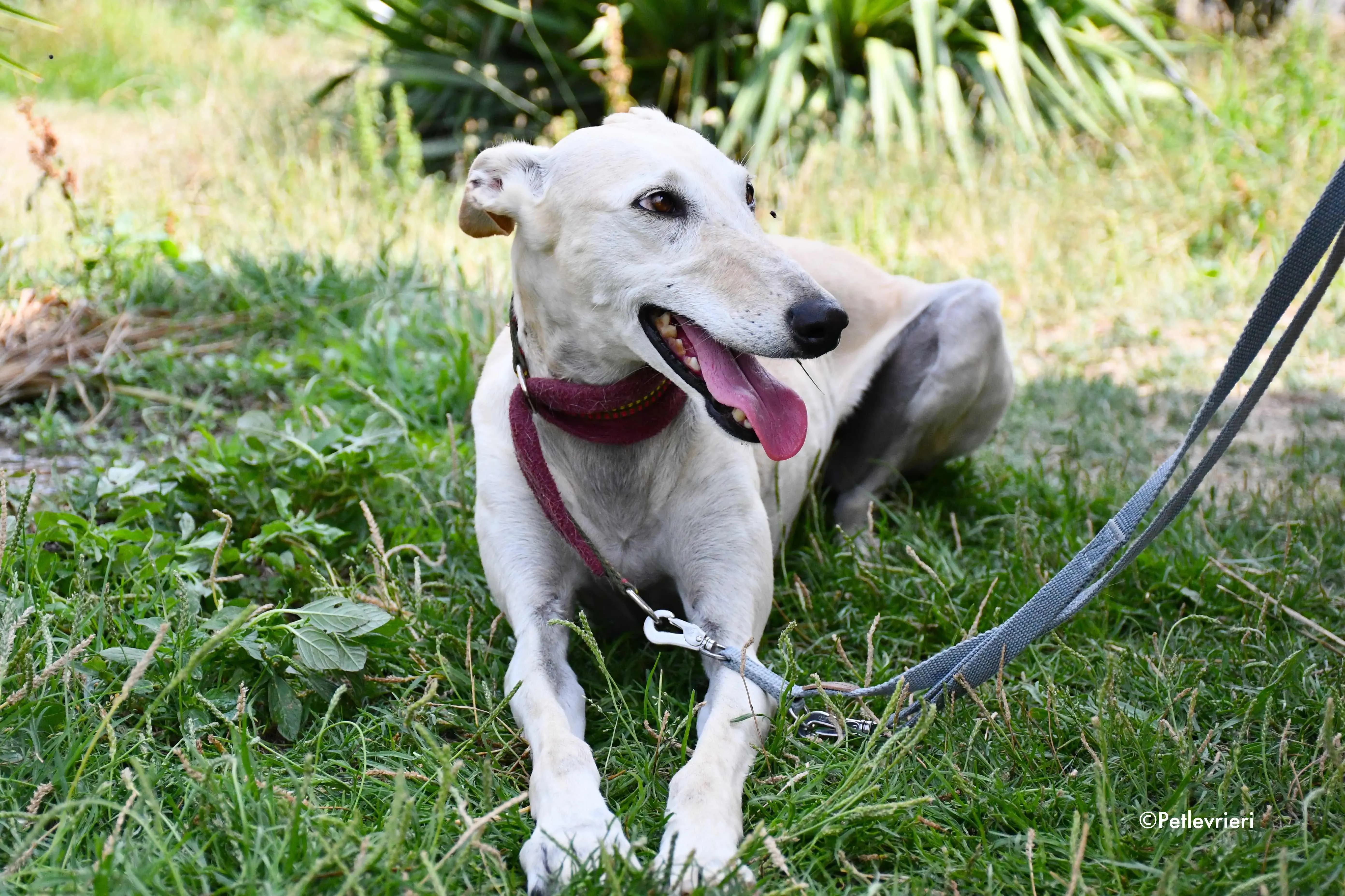 White Moon adozione levrieri galgo 6