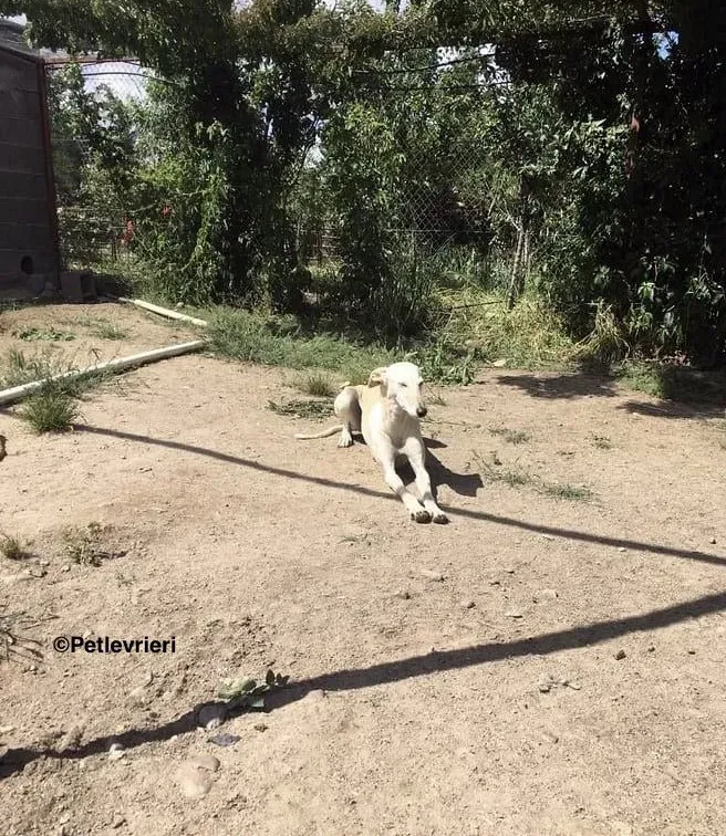 White Moon adozione levrieri galgo 7