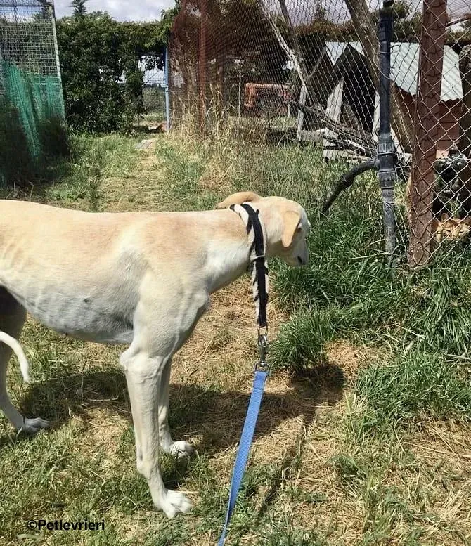 White Moon adozione levrieri galgo 8