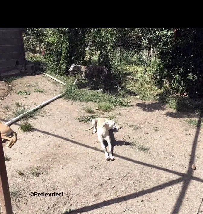 White Moon adozione levrieri galgo 9