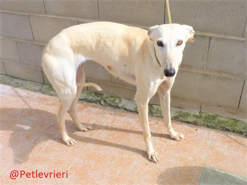 WhiteMoon adozione levrieri galgo 01