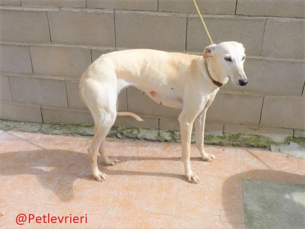 WhiteMoon adozione levrieri galgo 02