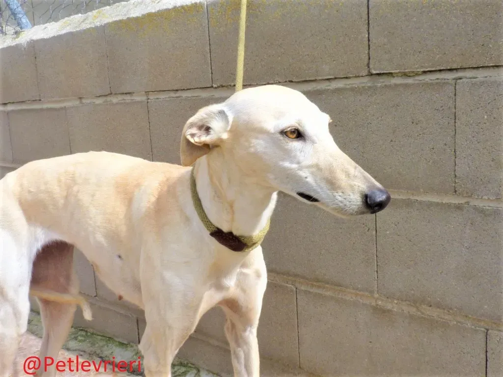 WhiteMoon adozione levrieri galgo 03
