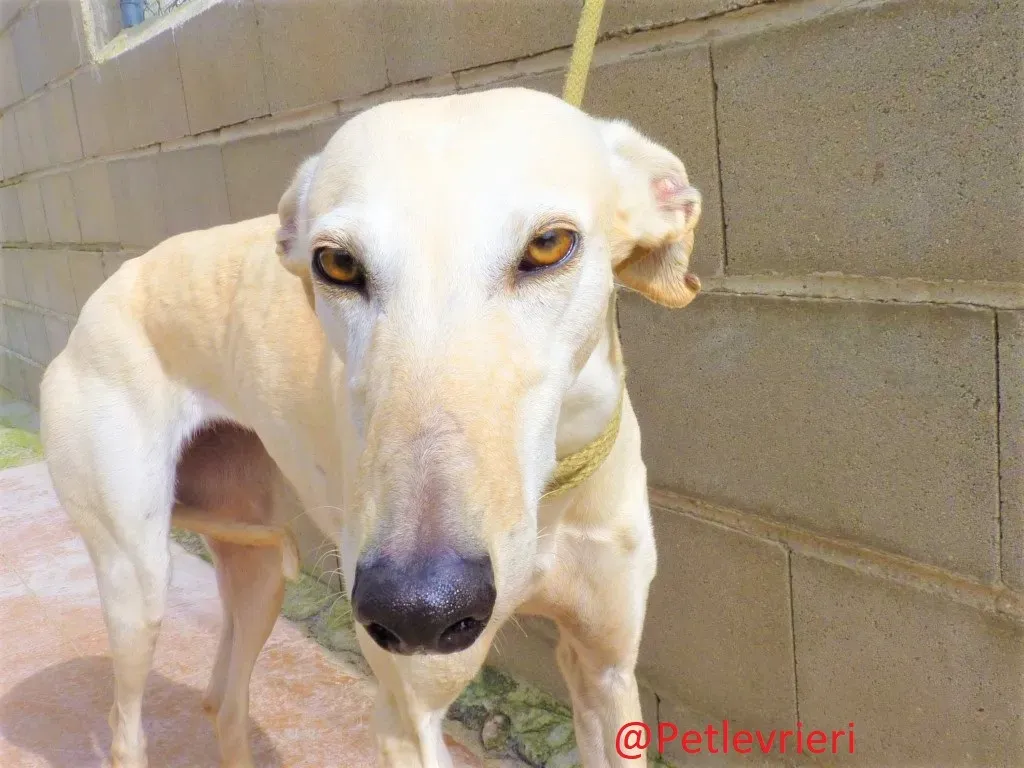 WhiteMoon adozione levrieri galgo 04
