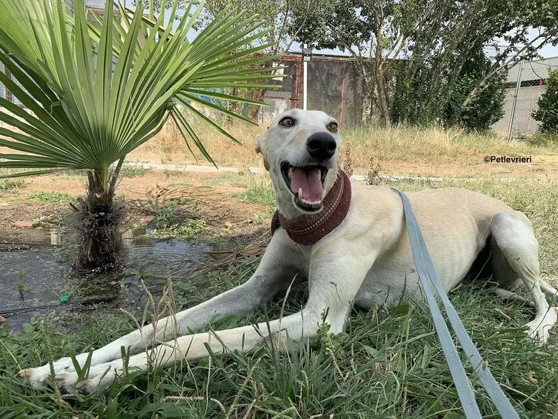 Whitw Moon adozione levrieri galgo 1