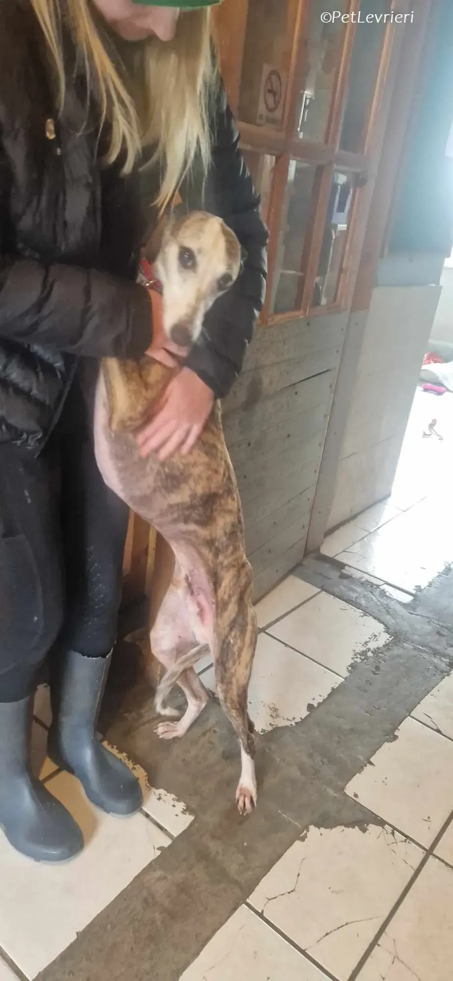 Wiggs adozione levrieri greyhound 1