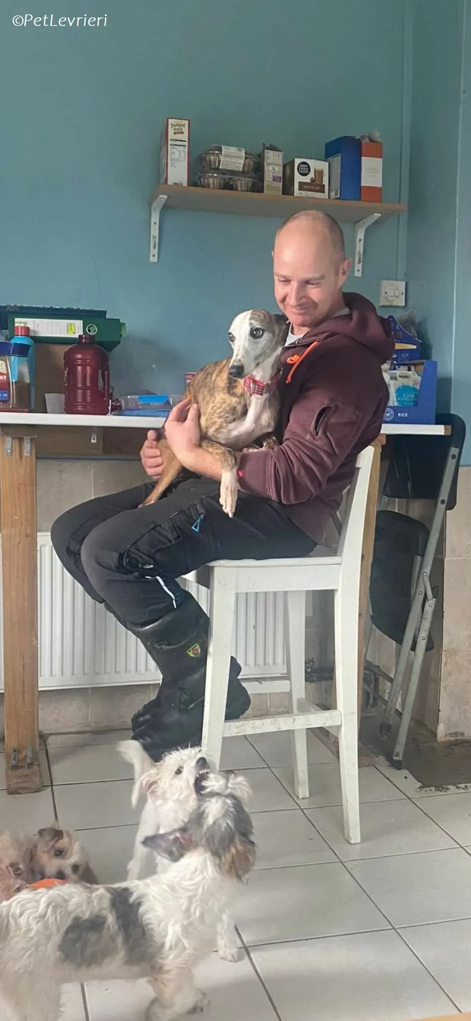 Wiggs adozione levrieri greyhound 10