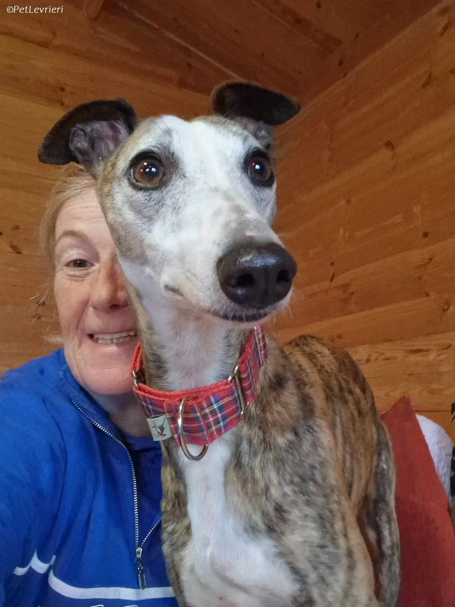 Wiggs adozione levrieri greyhound 2