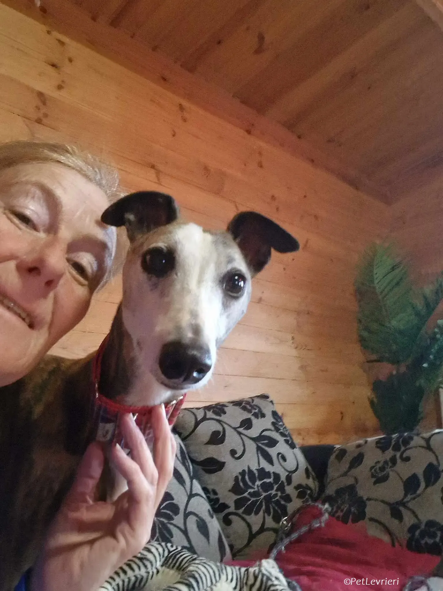 Wiggs adozione levrieri greyhound 3