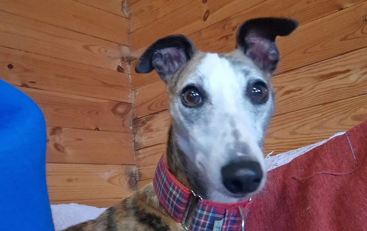 Wiggs adozione levrieri greyhound 4 e1699094175897