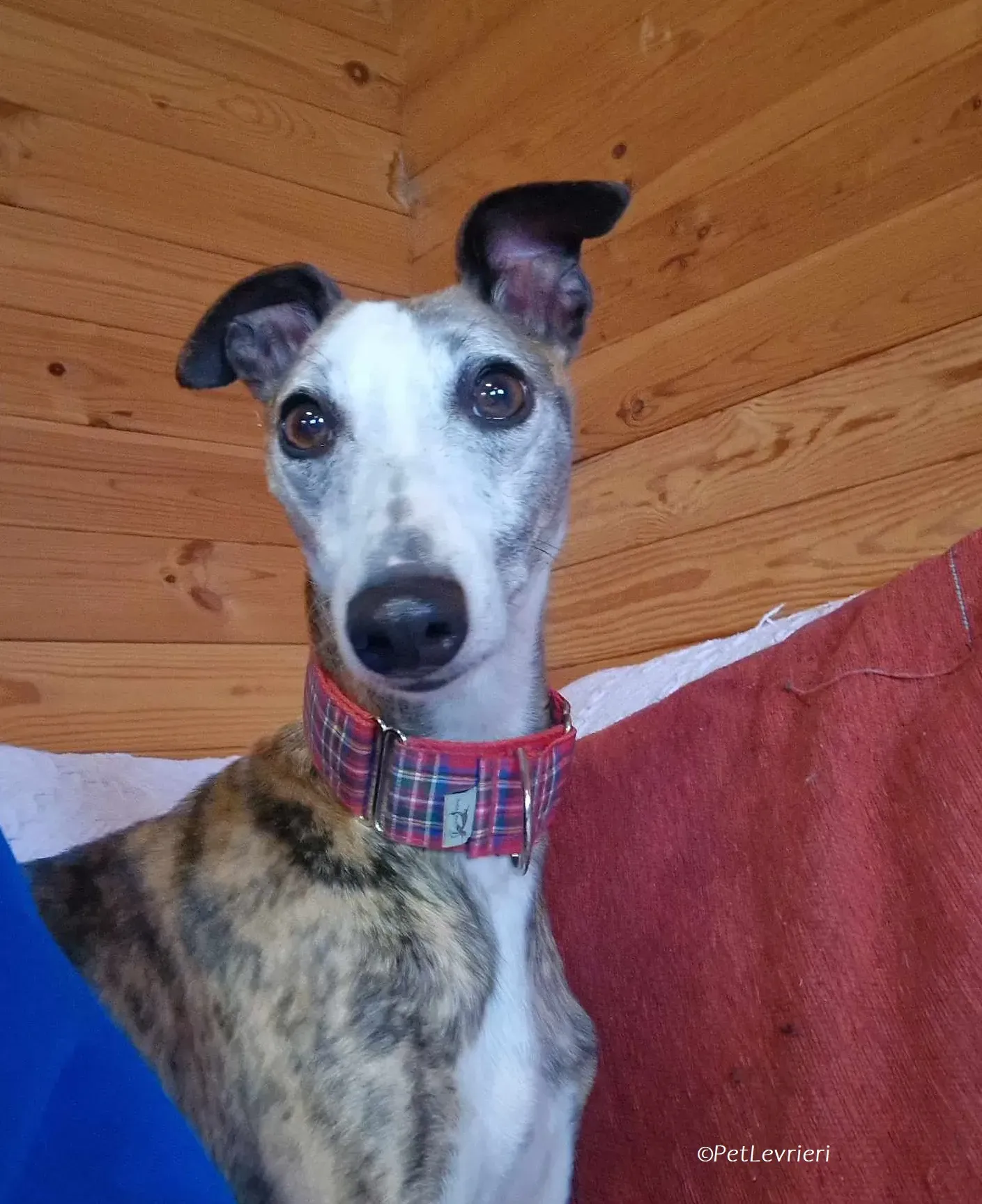 Wiggs adozione levrieri greyhound 5