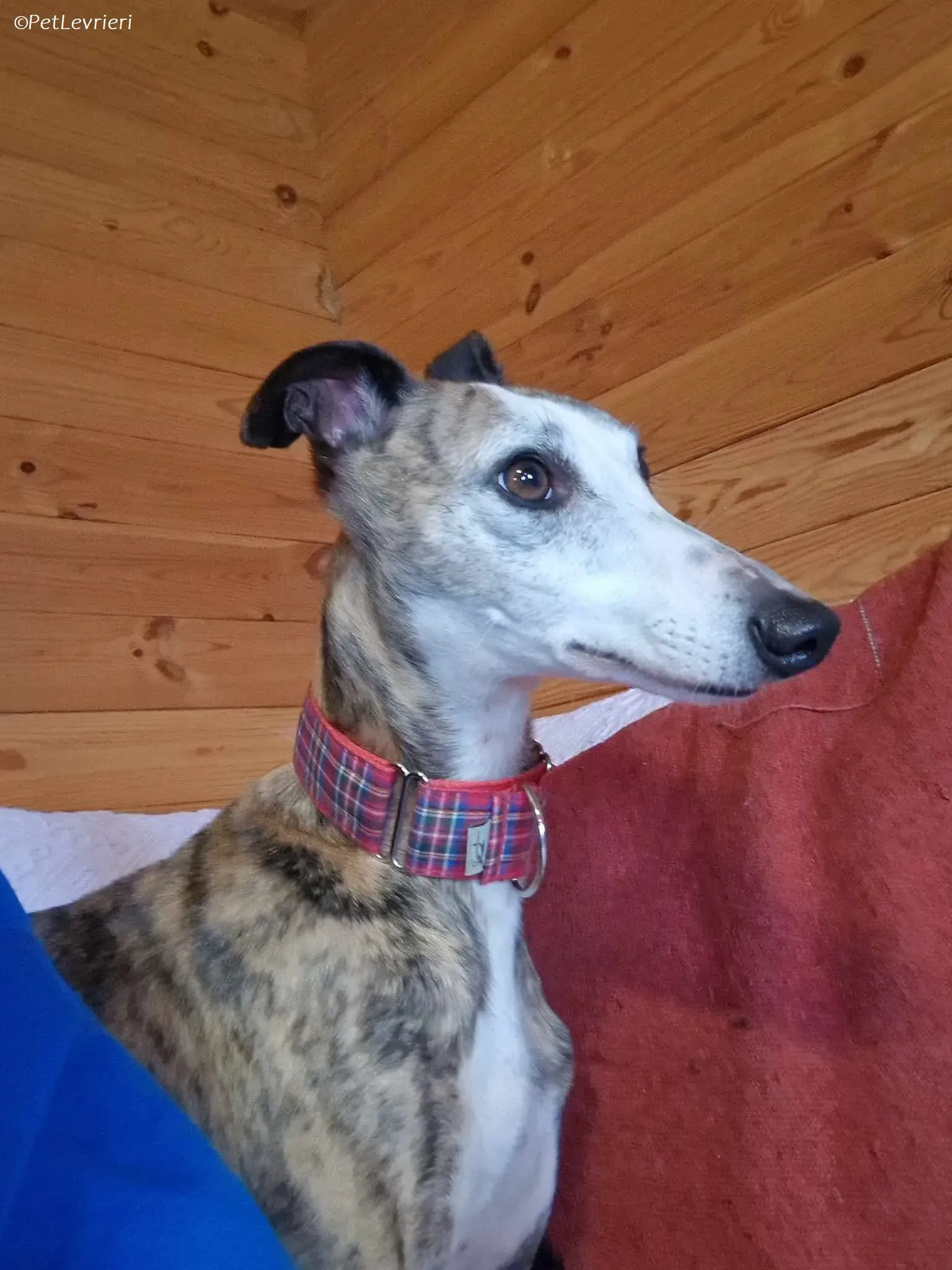 Wiggs adozione levrieri greyhound 6