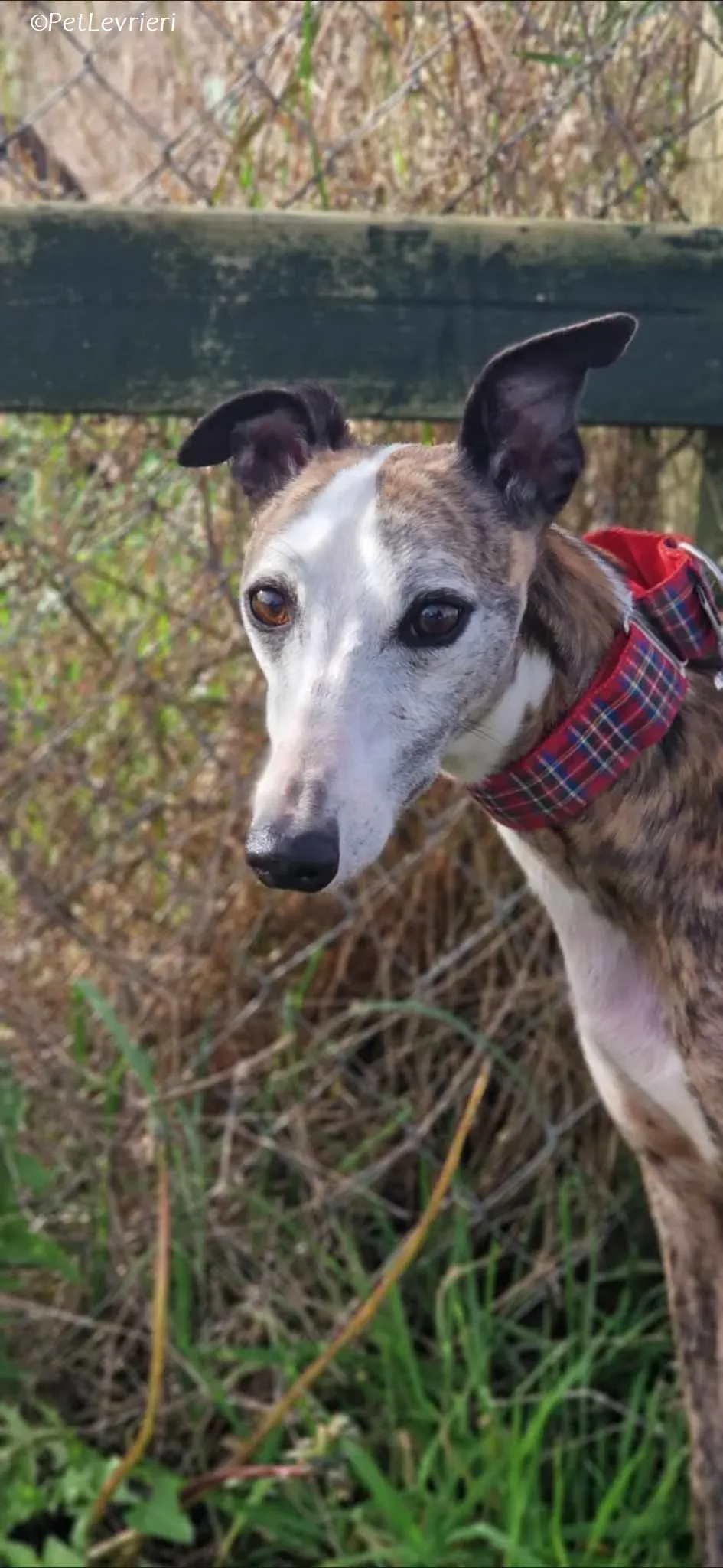 Wiggs adozione levrieri greyhound 7