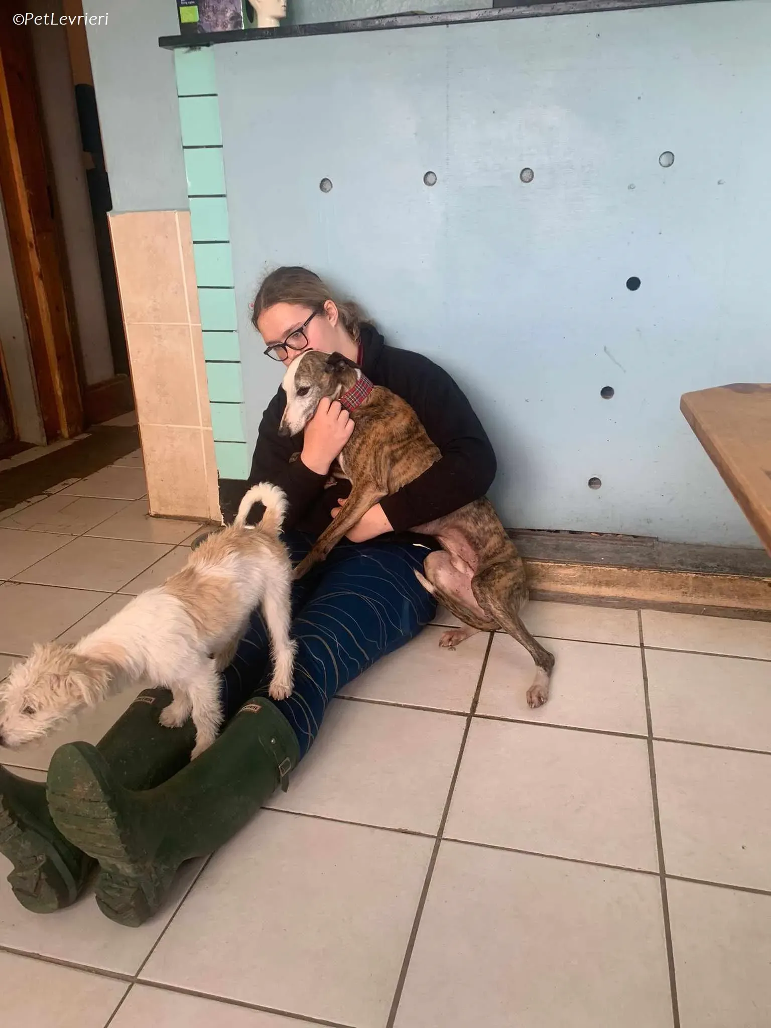 Wiggs adozione levrieri greyhound 8