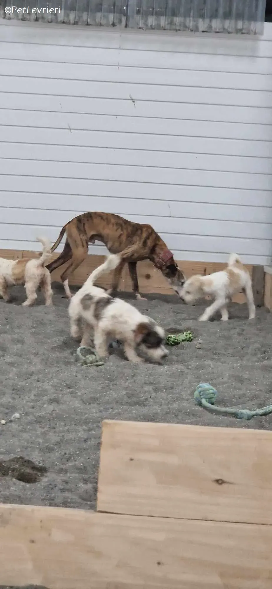 Wiggs adozione levrieri greyhound 9