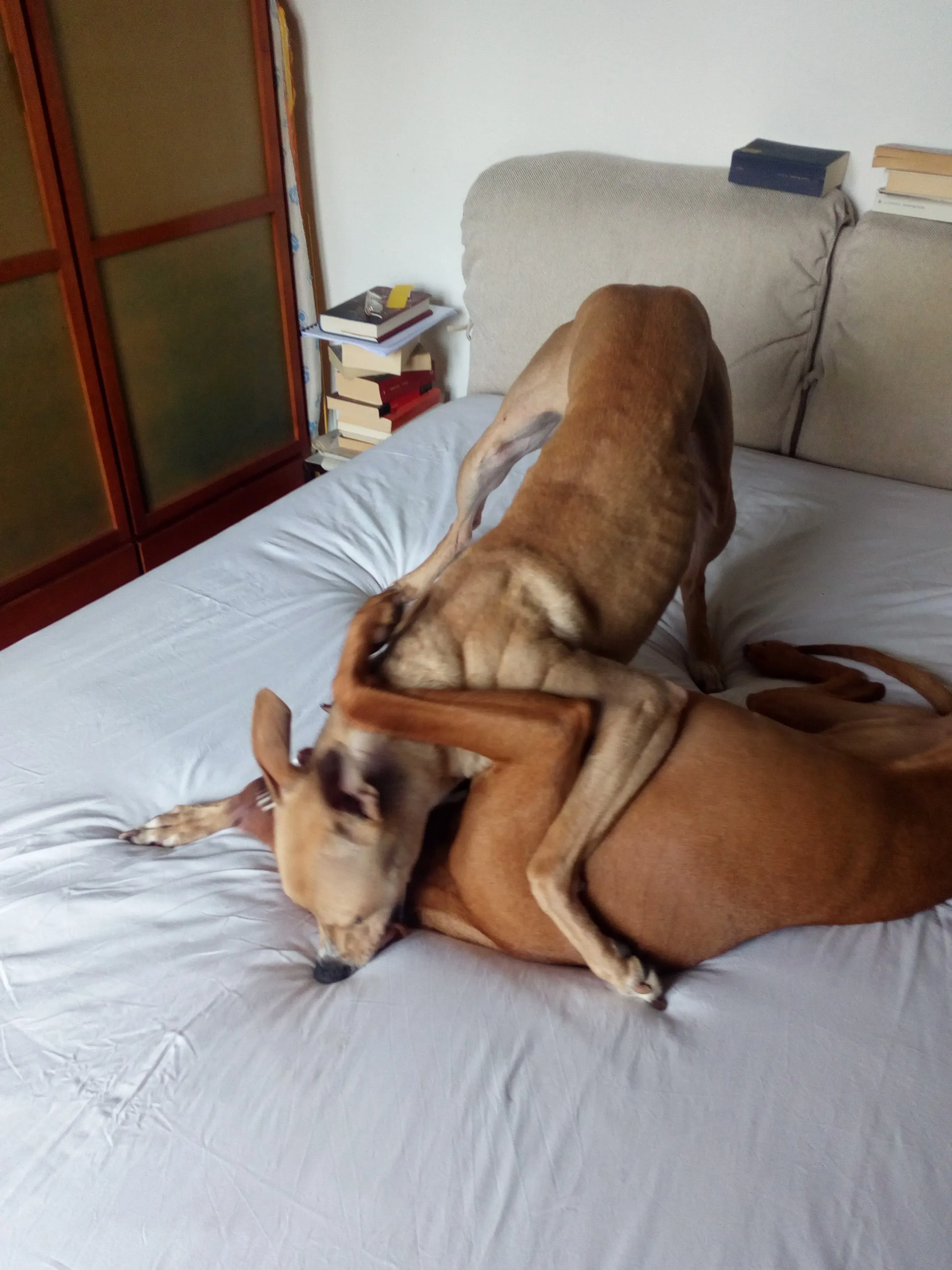 Will Lurcher Adozione levrieri  1