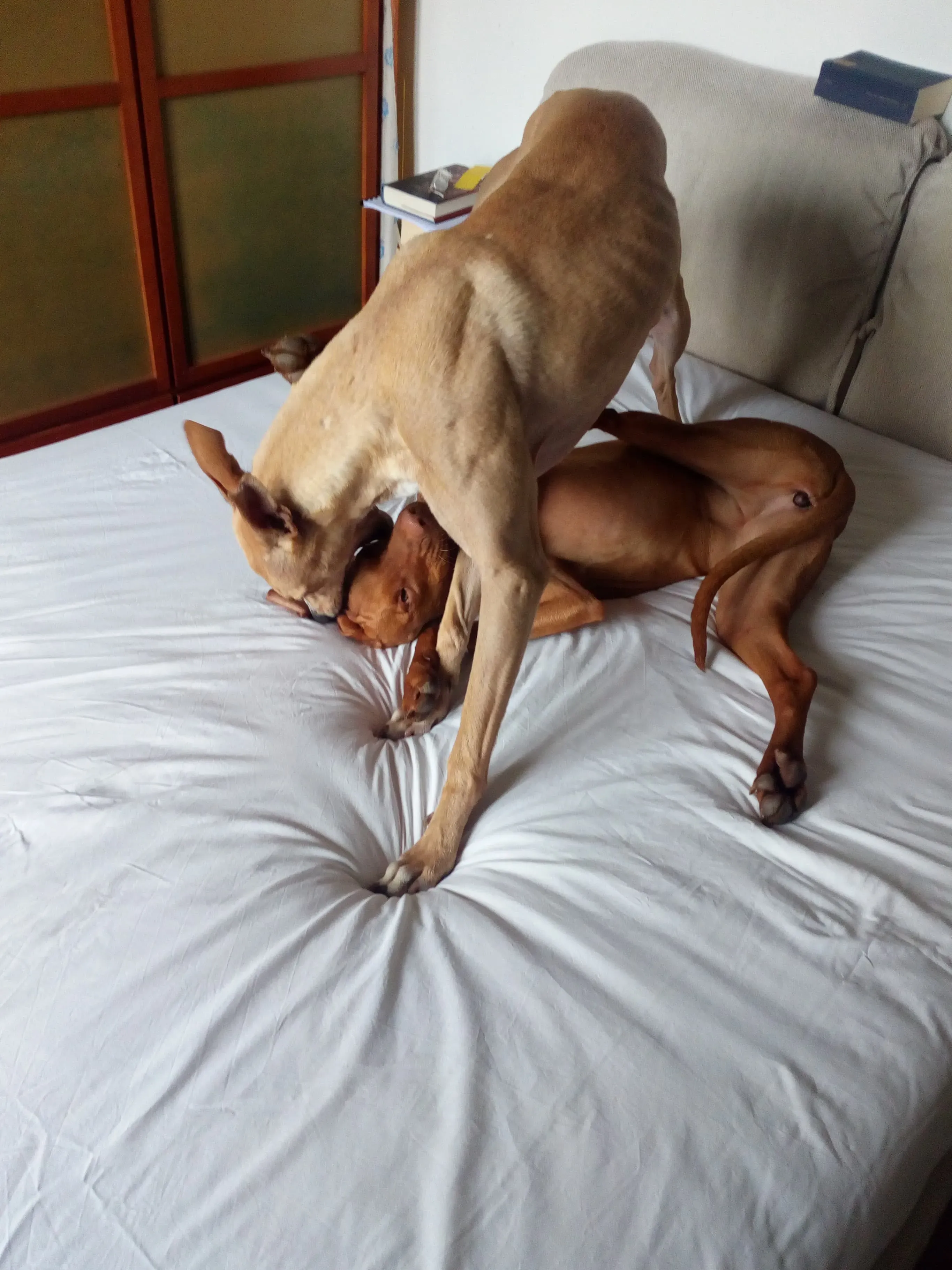 Will Lurcher Adozione levrieri  2