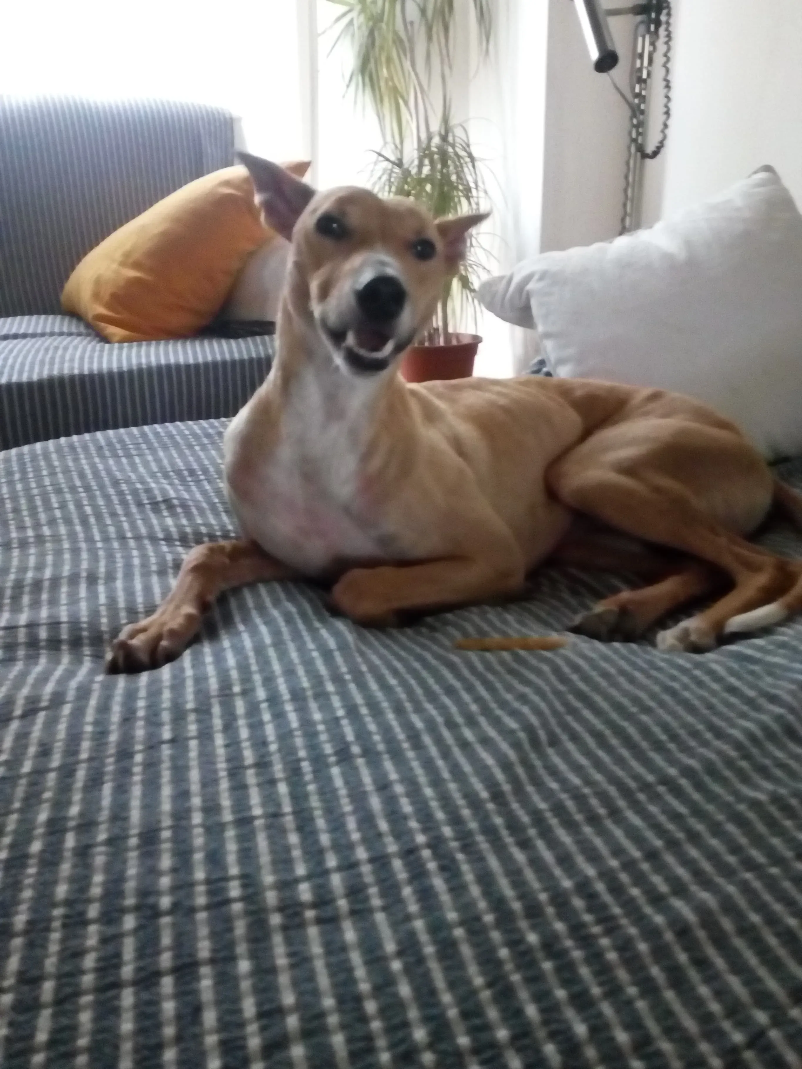 Will Lurcher Adozione levrieri  3