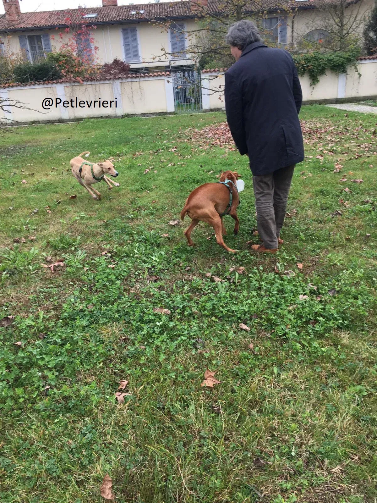 Will Lurcher Adozione levrieri 001