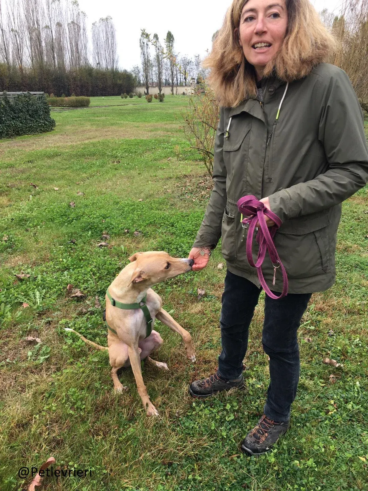 Will Lurcher Adozione levrieri 002