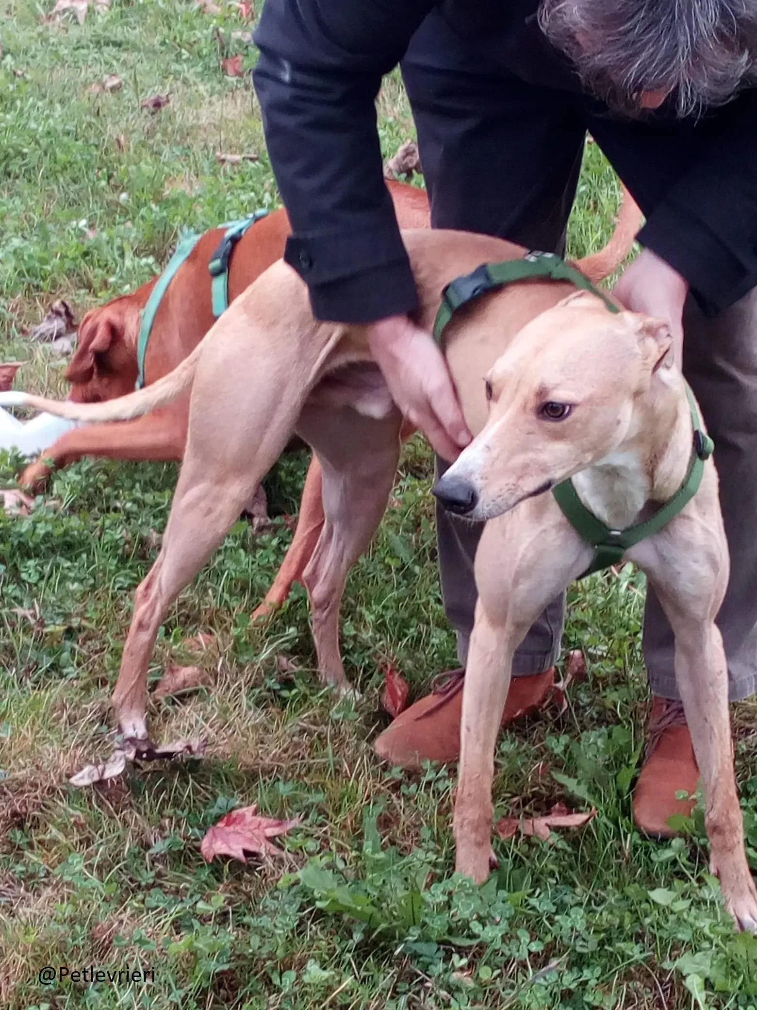 Will Lurcher Adozione levrieri 004