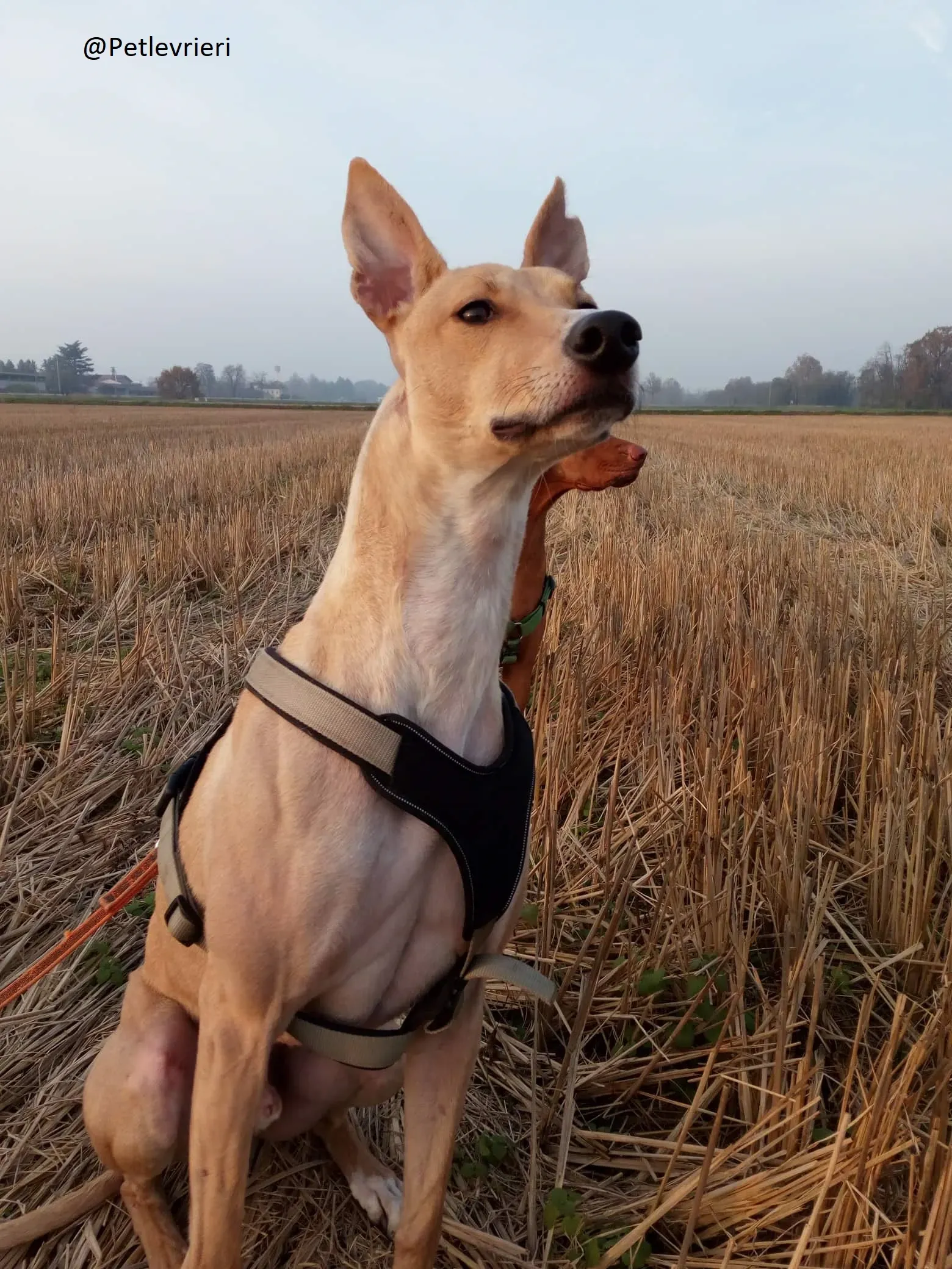 Will Lurcher Adozione levrieri 45 1