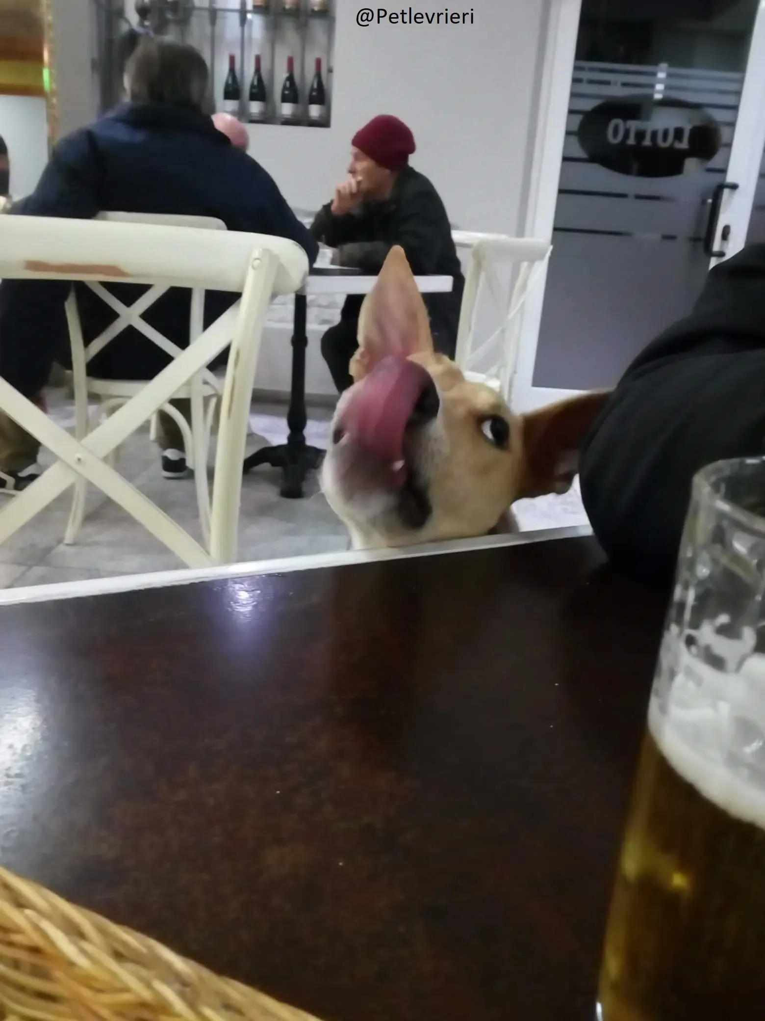 Will Lurcher Adozione levrieri 45 2