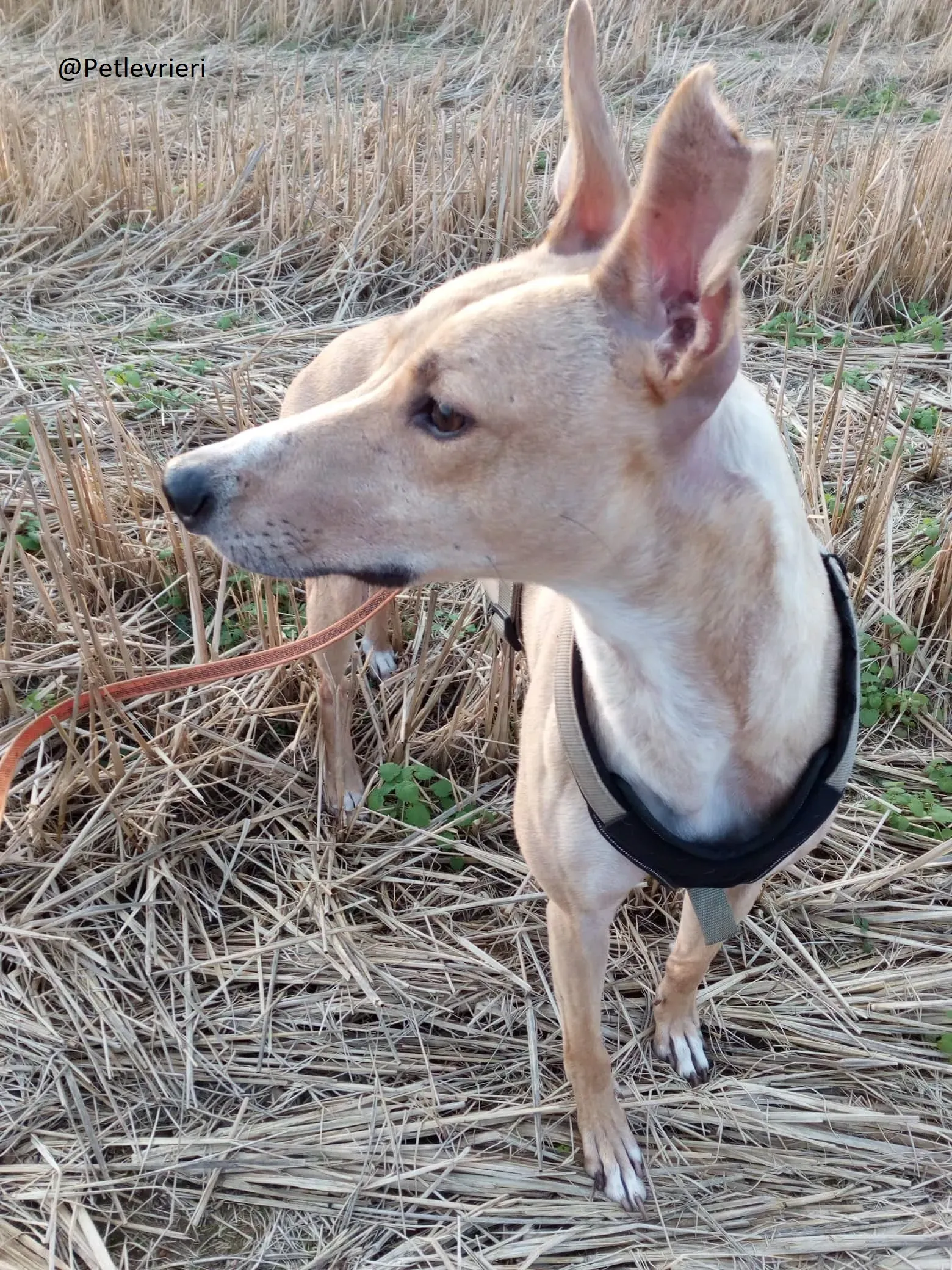 Will Lurcher Adozione levrieri 45 3