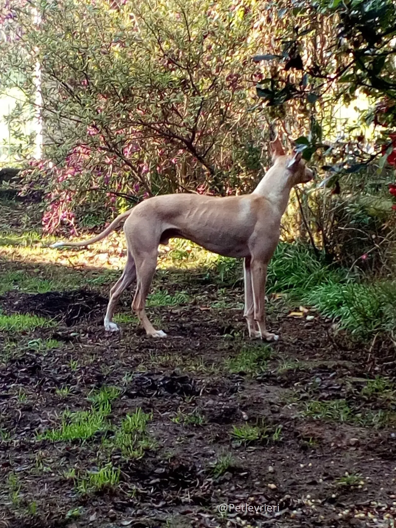 Will Lurcher Adozione levrieri 45 4