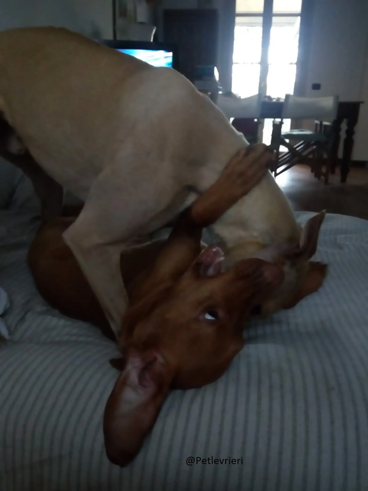 Will Lurcher Adozione levrieri 45 5