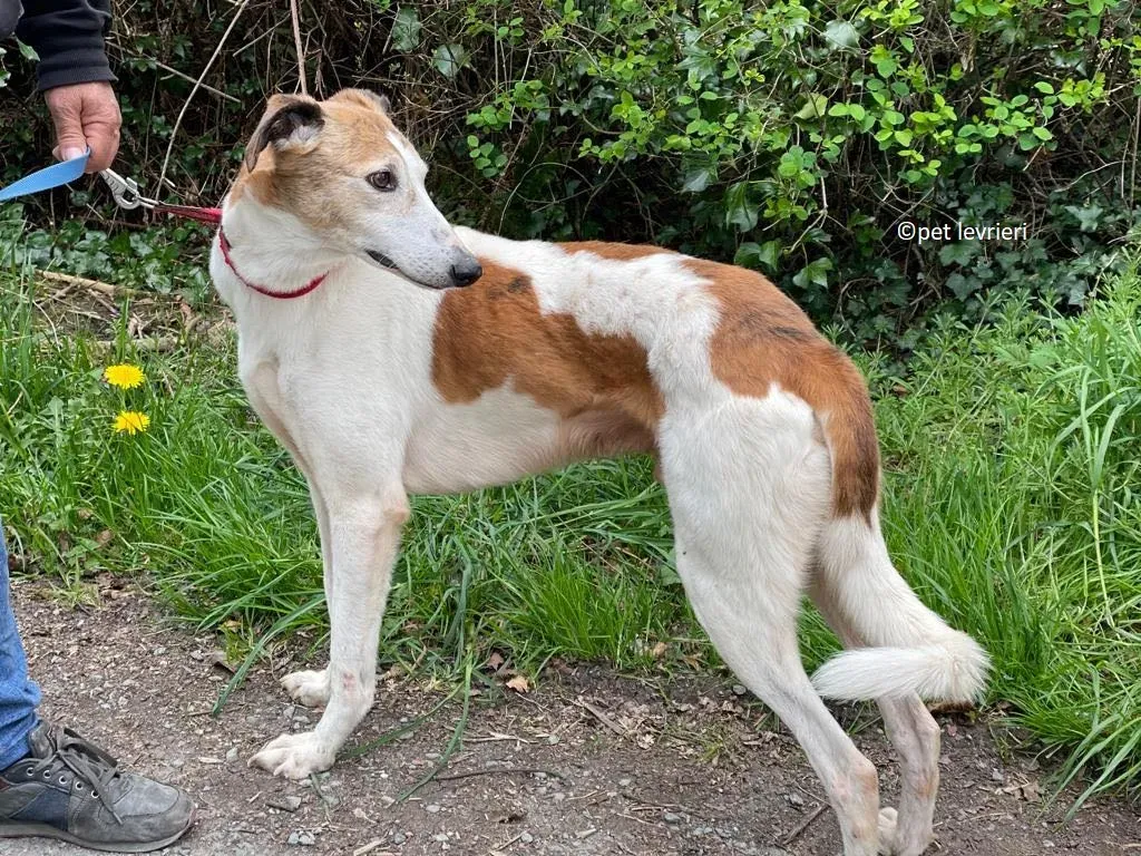 William adozione levriero lurcher saluki1