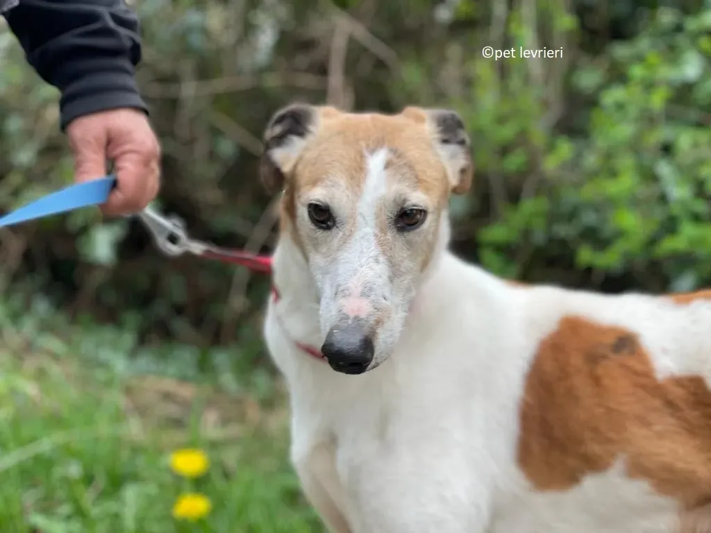 William adozione levriero lurcher saluki2 1