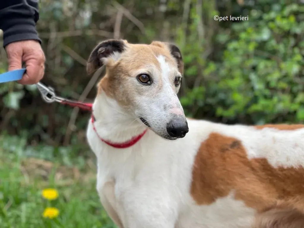 William adozione levriero lurcher saluki3