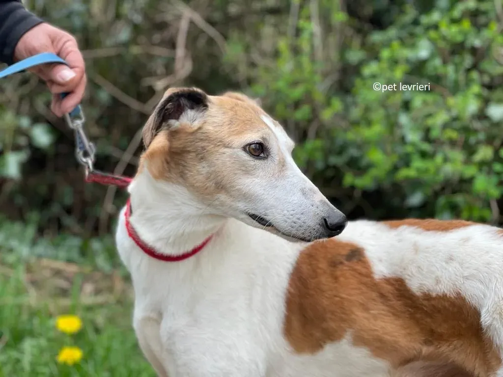 William adozione levriero lurcher saluki4